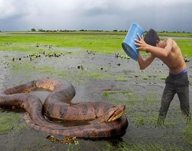 পাইথন ধরতে কিভাবে ফাঁদ পাতা হয়? রইল ভিডিও